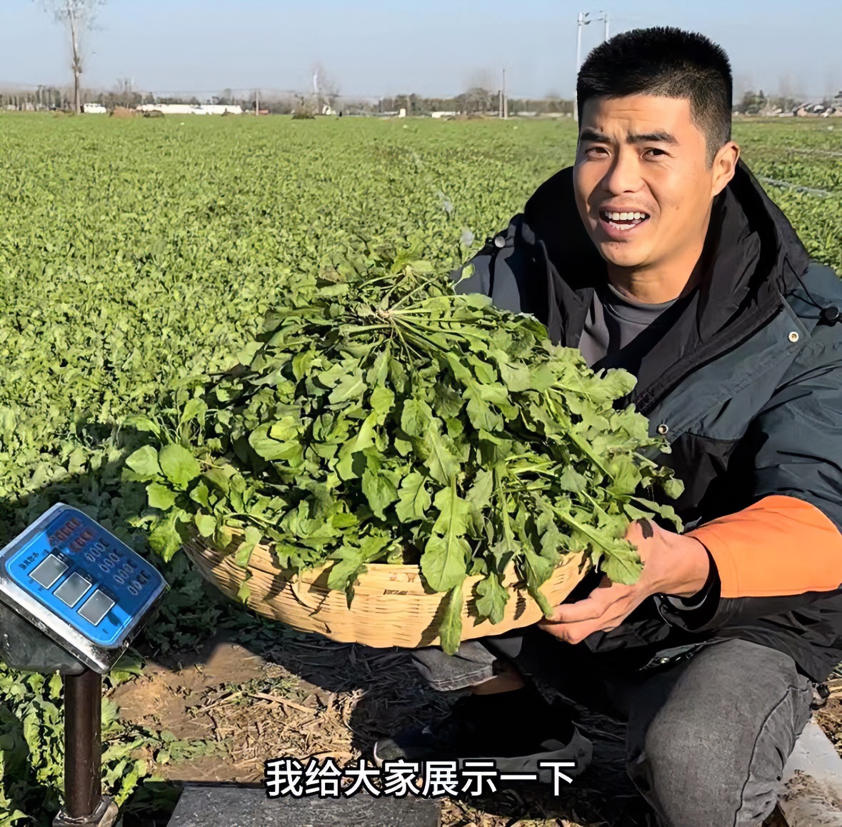 365冬季新鲜荠菜地菜荠荠菜现挖现发天然荠菜地菜净重2斤3斤4斤