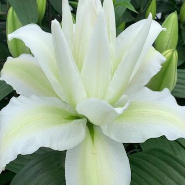 乔乔花屋 1球新爱莎16/18cm东方系列白色重瓣 不带盆土现货包邮