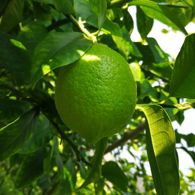 清香新鲜青柠檬水果小青柠香水四川安岳一点点薄皮奶茶非无籽现货