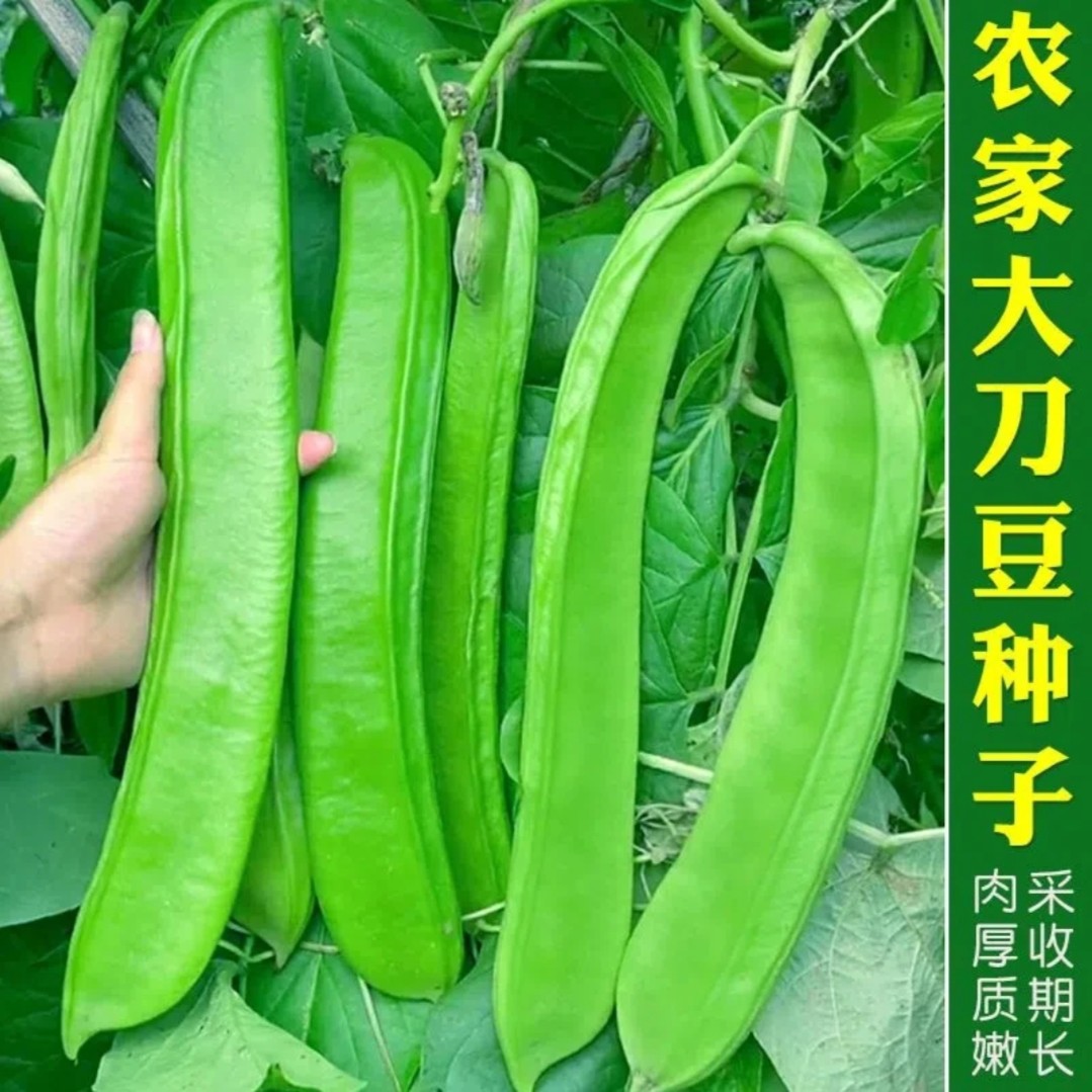 【新疆包邮】大刀豆种子可观赏豆角种子高产架豆庭院阳台盆栽播种