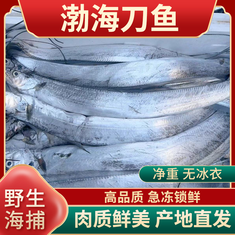 【推荐渤海刀送礼装】大连产地直发 真正渤海刀鱼带鱼 鲜香肉厚