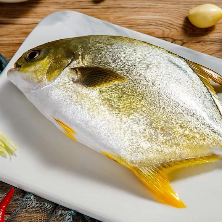 B【顺丰包邮】新鲜海捕金鲳鱼 活鱼压冰锁鲜 200-300g/条*10条