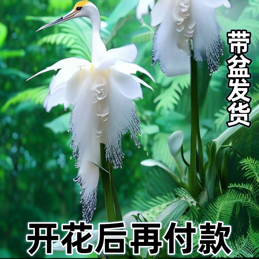 浓香鹤兰花球根盆栽耐寒耐热花四季开花室内外阳台水土培花卉大全
