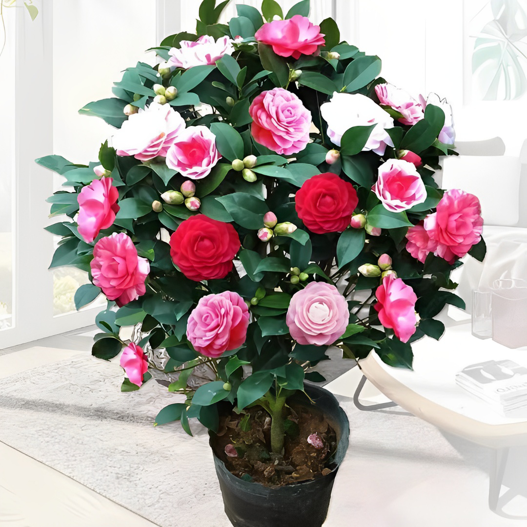 LJ花卉绿植五彩色赤丹山茶花盆栽地栽室内室外好养
