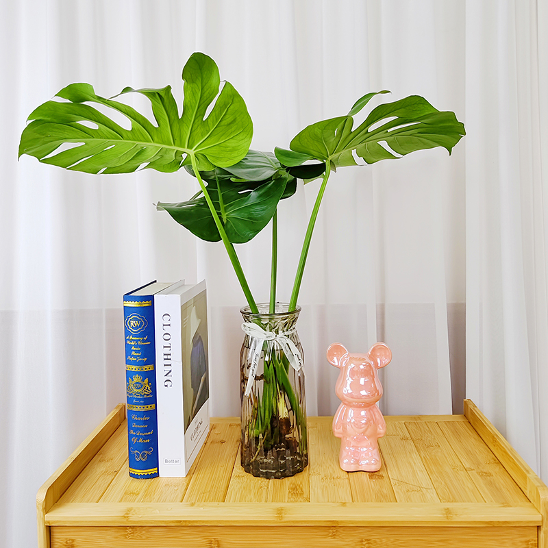 龟背竹60cm-70cm高开背老桩带跟水培盆栽北欧风大叶除甲醛植物