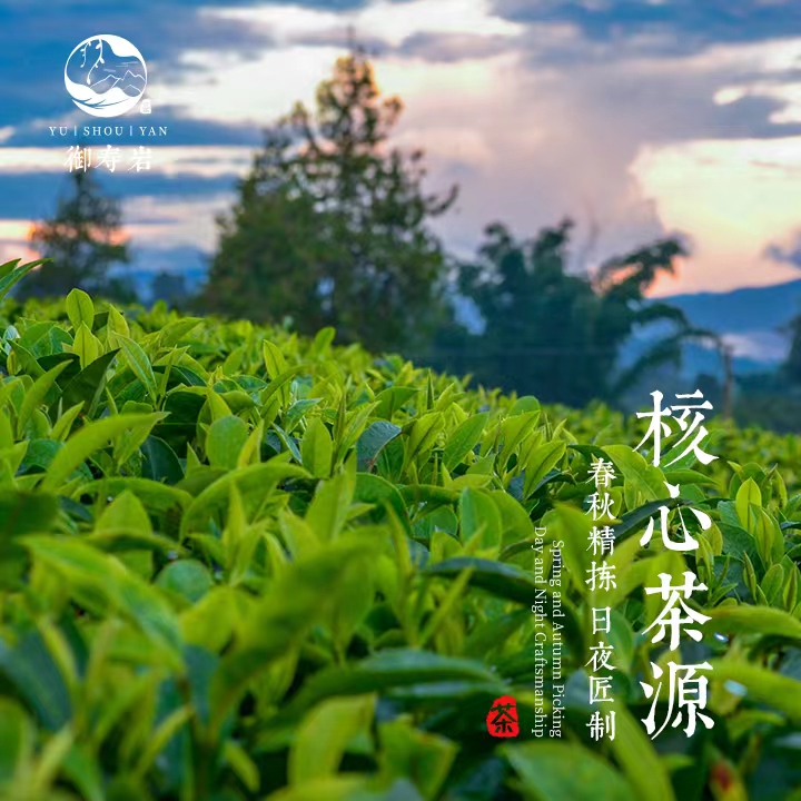 【磻溪湖林专场】晒鼎香2022荒野白毫银针散茶