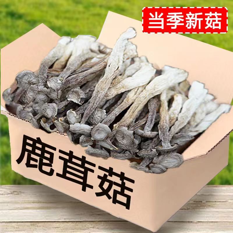 古田鹿茸菇脆脆菇无硫无沙无碎鹿茸菌菇脆嫩新鲜干净菌菇干货正品