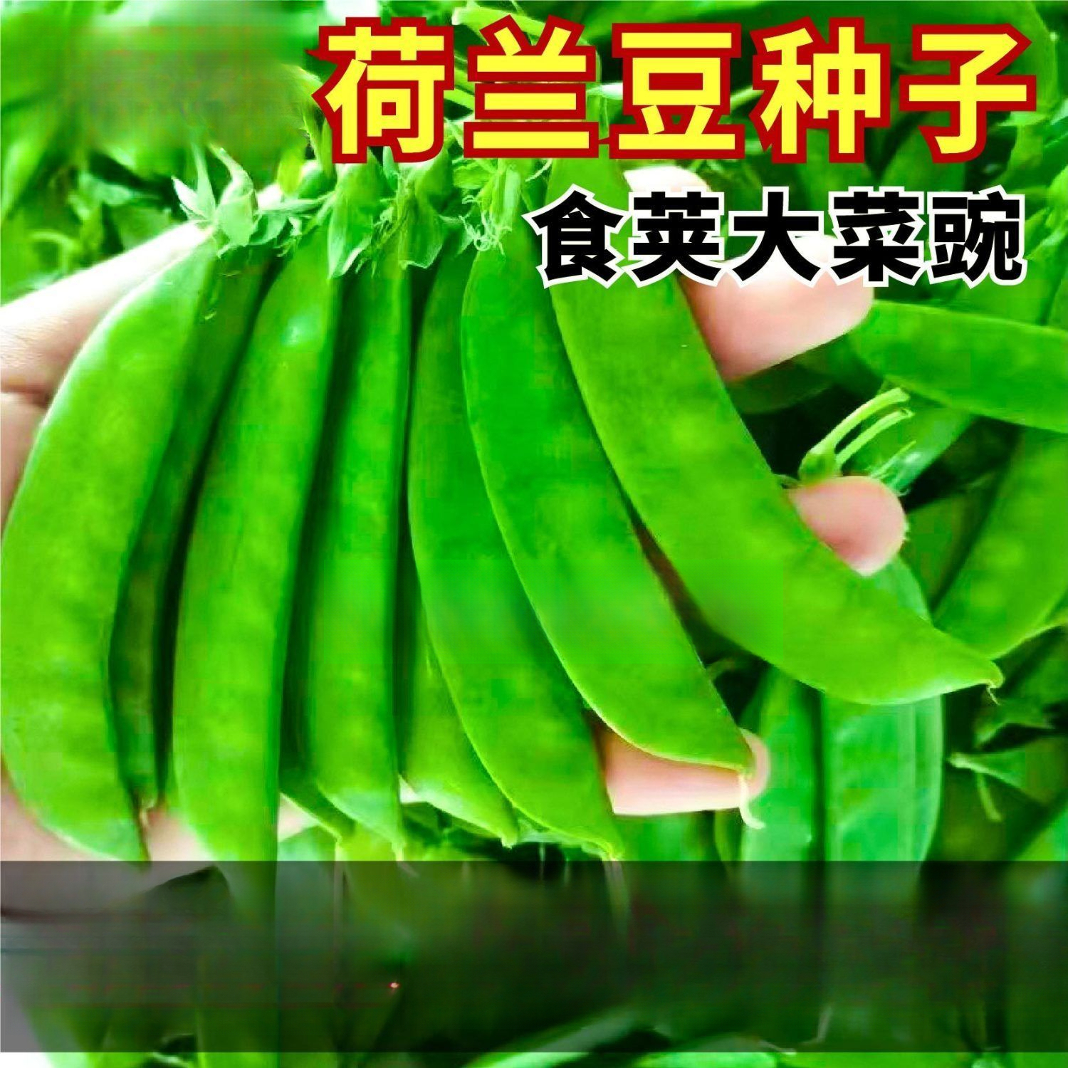 矮生双花双荚荷兰豆种子不搭架软荚荷兰豆种籽耐寒秋冬季蔬菜种子