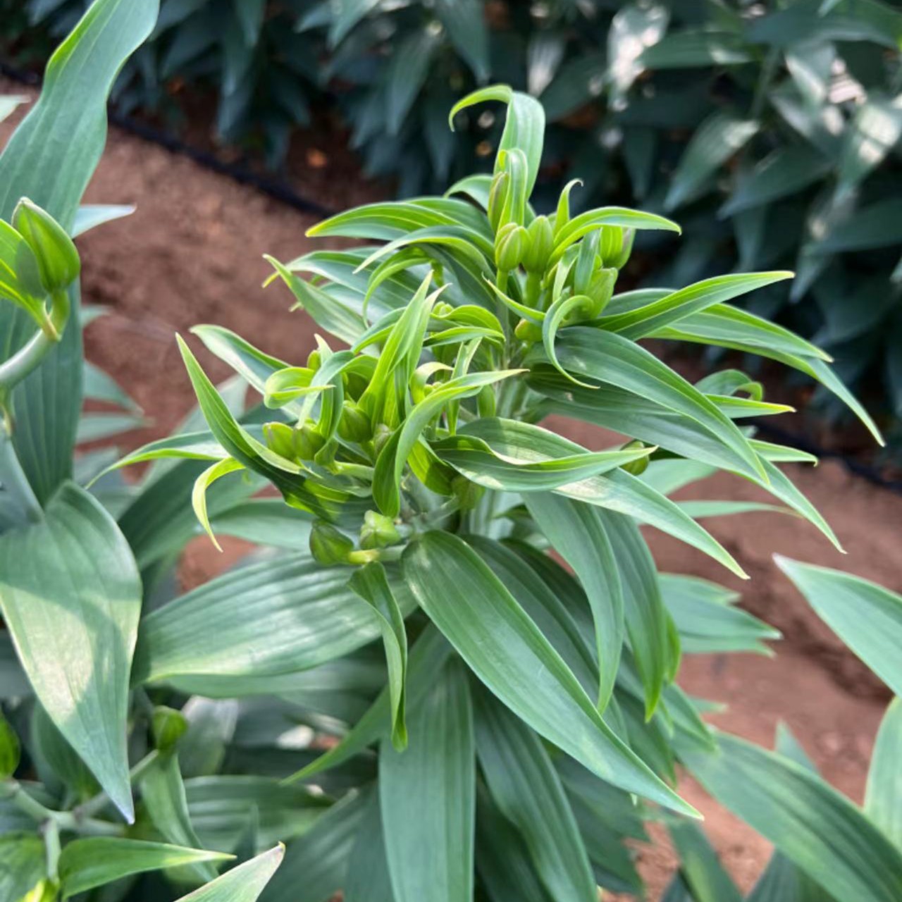乔乔花屋 1球缀化索尔邦18/20cm粉色单瓣大球 不带盆土现货