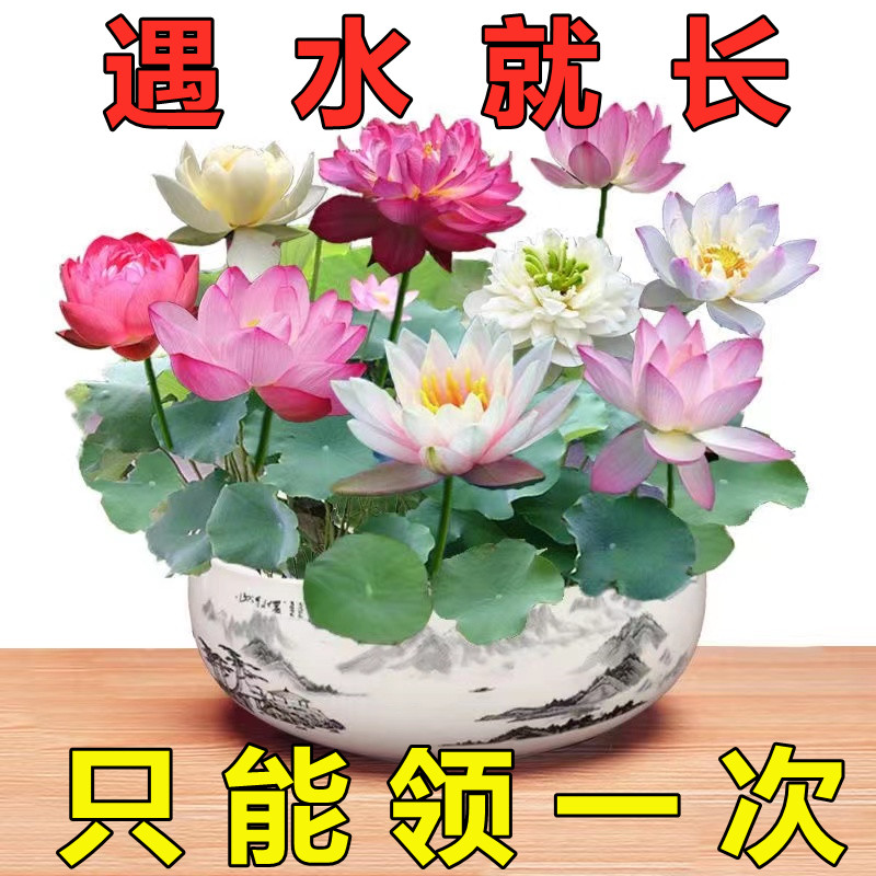 【四季播种】碗莲种无土水培盆栽睡莲荷花种室内水培植物水养美观