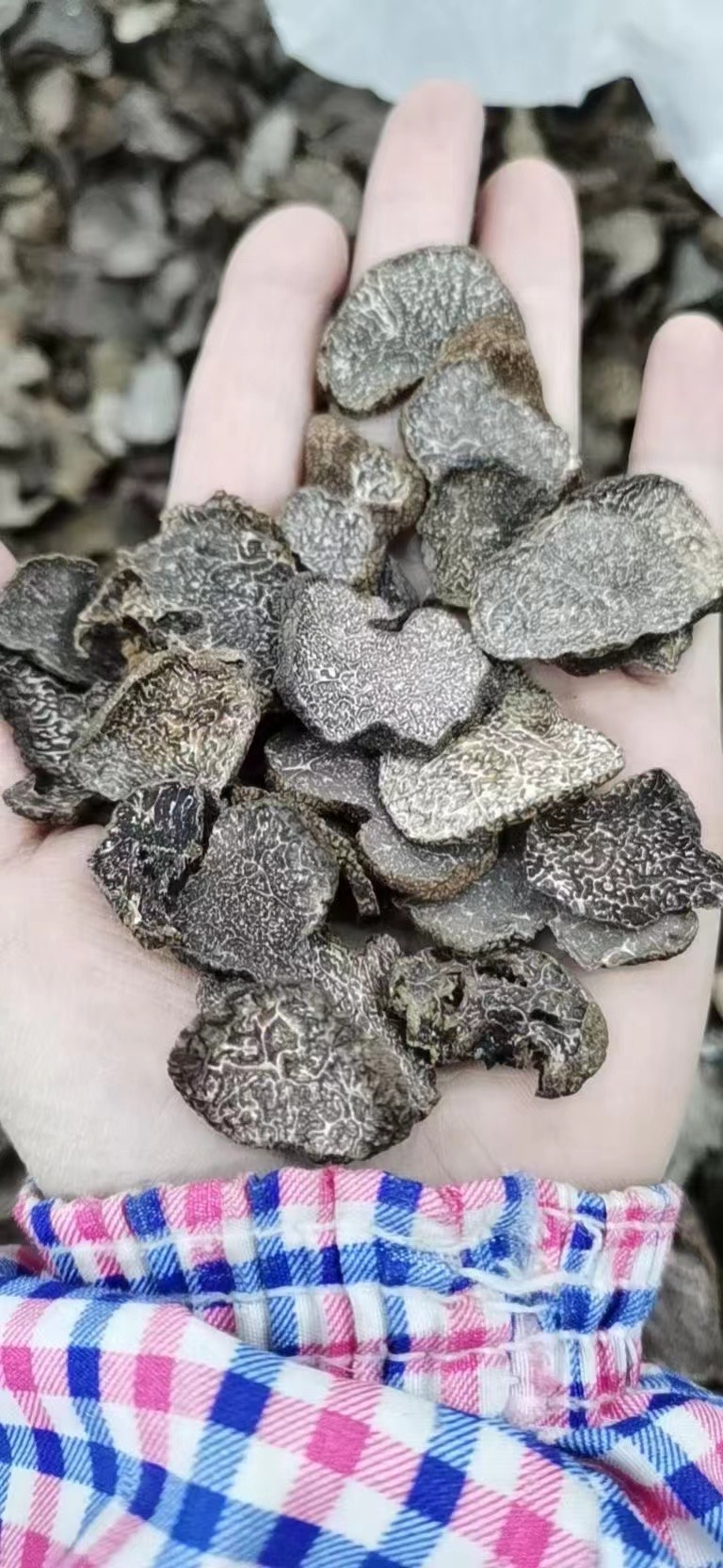 云南黑松露干片 黑松露参