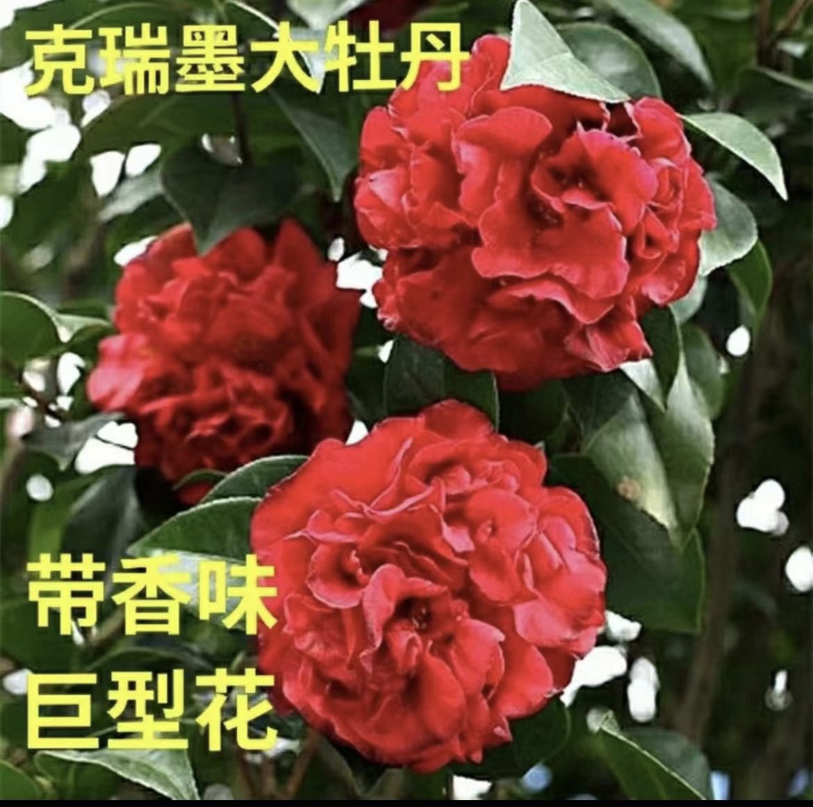 【晓秀的店】克瑞墨茶花浓香型大花盆栽四季常青名贵茶花好养
