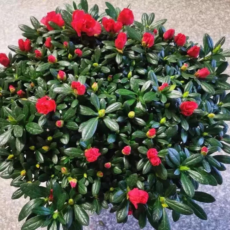 精品杜鹃花盆杜鹃花绿物带花苞四季室内室外好养开花盆栽花观物花