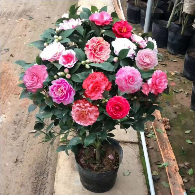 SW五色赤丹茶花室内室外耐寒耐热地栽盆栽都好养