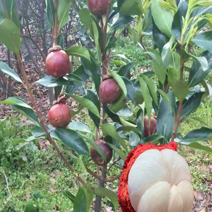山竹树苗果苗红肉泰国进口无籽山竹树苗地栽当年结果南方北方种植