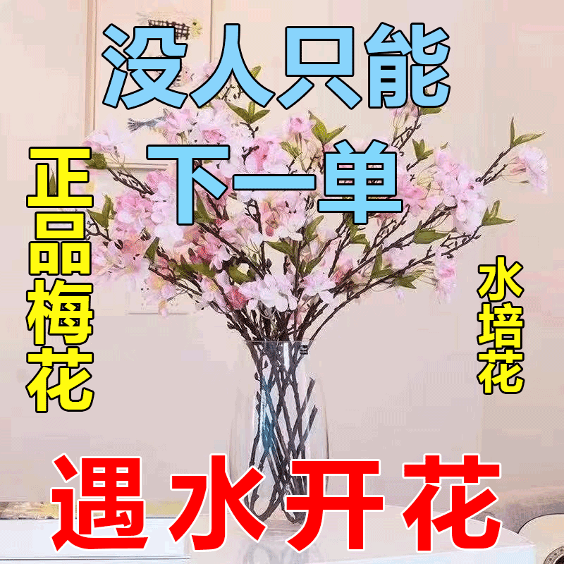 新年装饰梅花【遇水开花】枝遇水开花冬季室内水培梅干枝年宵梅花卉
