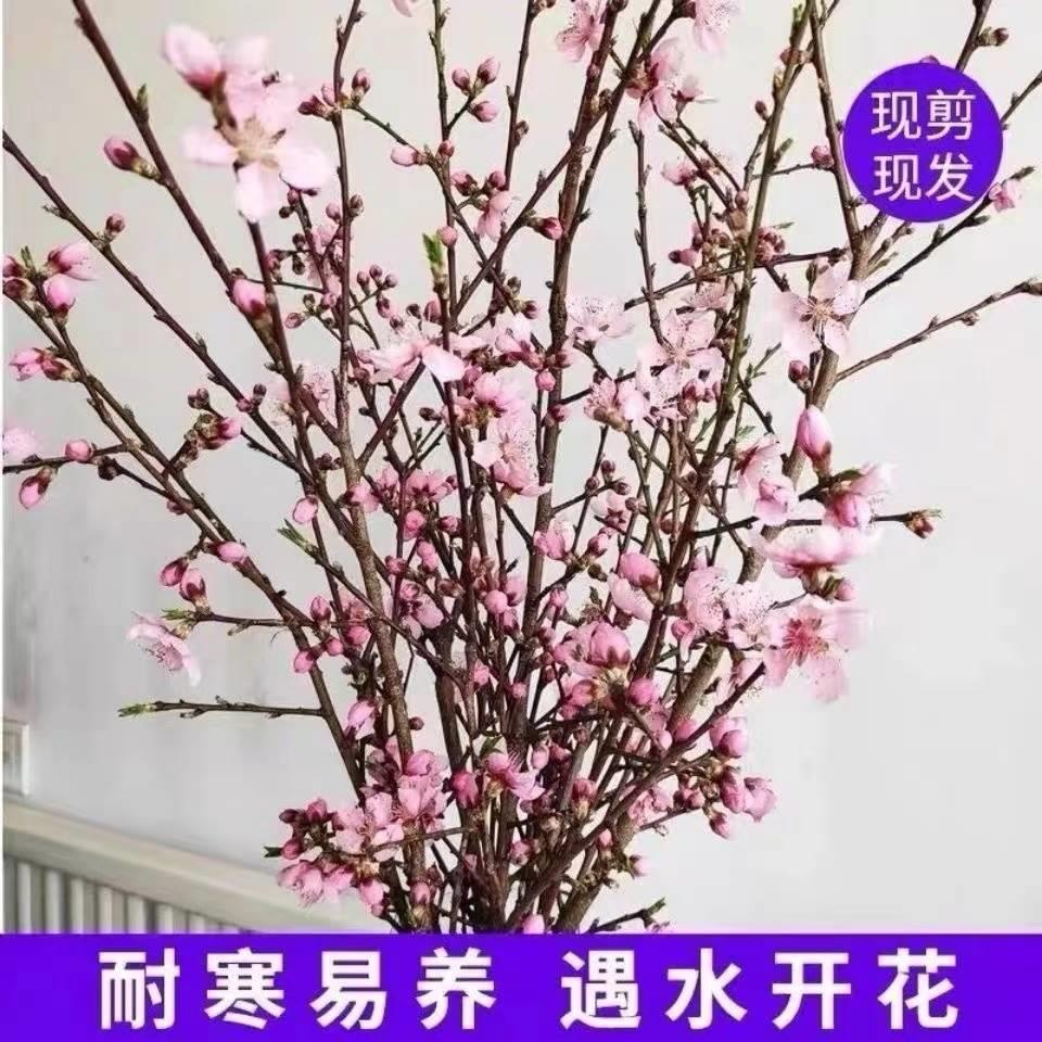 真桃花新鲜桃树枝桃木干枝条桃花枝带花苞遇水开花水培桃枝植物