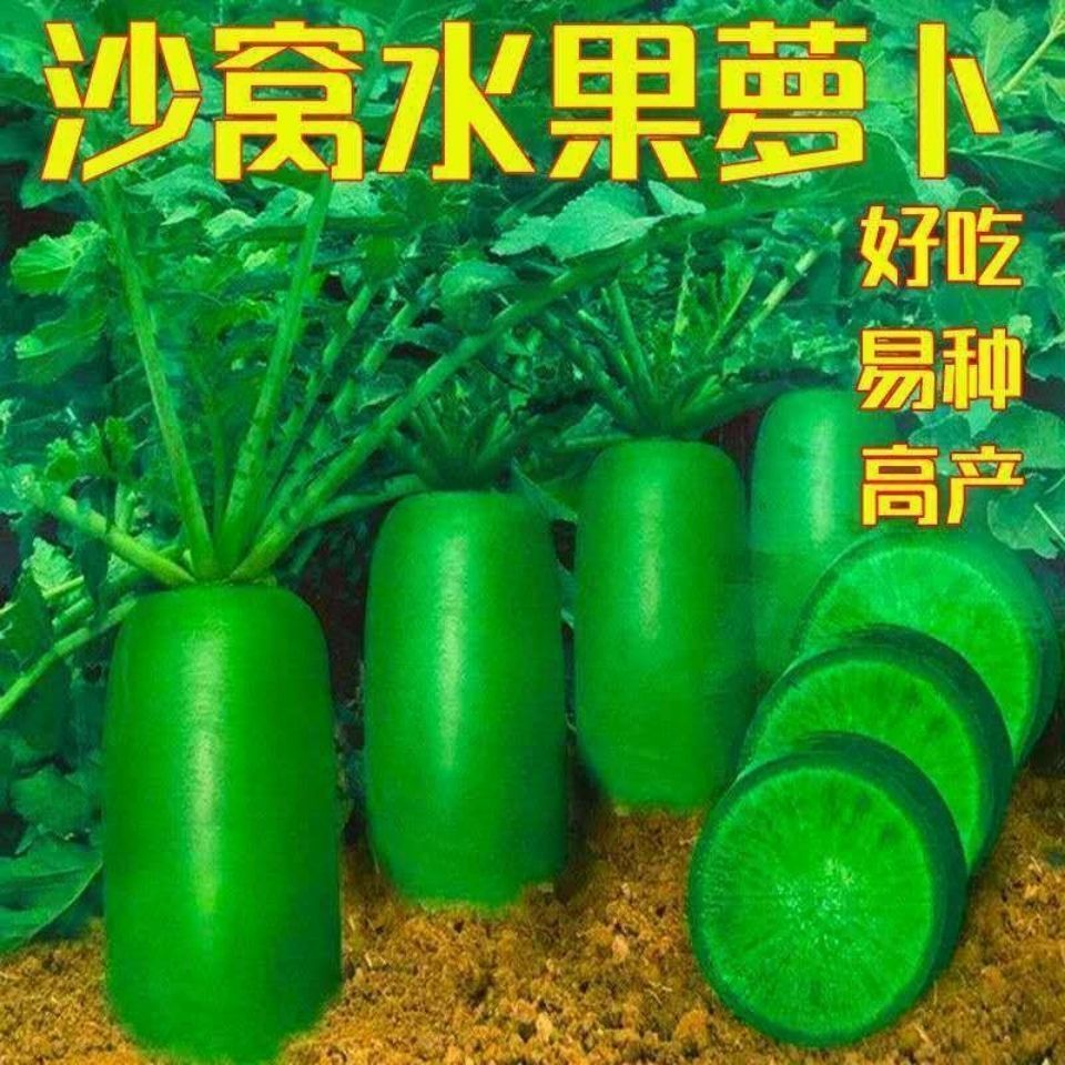 冰糖水果萝卜种子生吃脆甜农家蔬菜种四季播种阳台盆栽绿萝卜种籽
