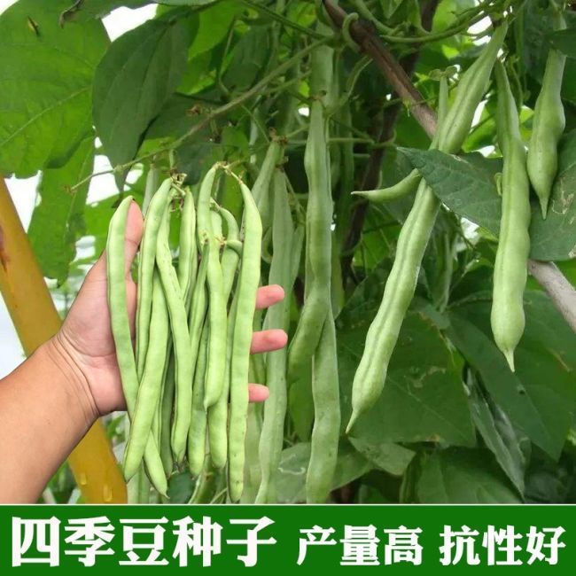 高产早熟有架四季豆种子爬藤四季播芸豆豆角种子红花无筋四季豆种