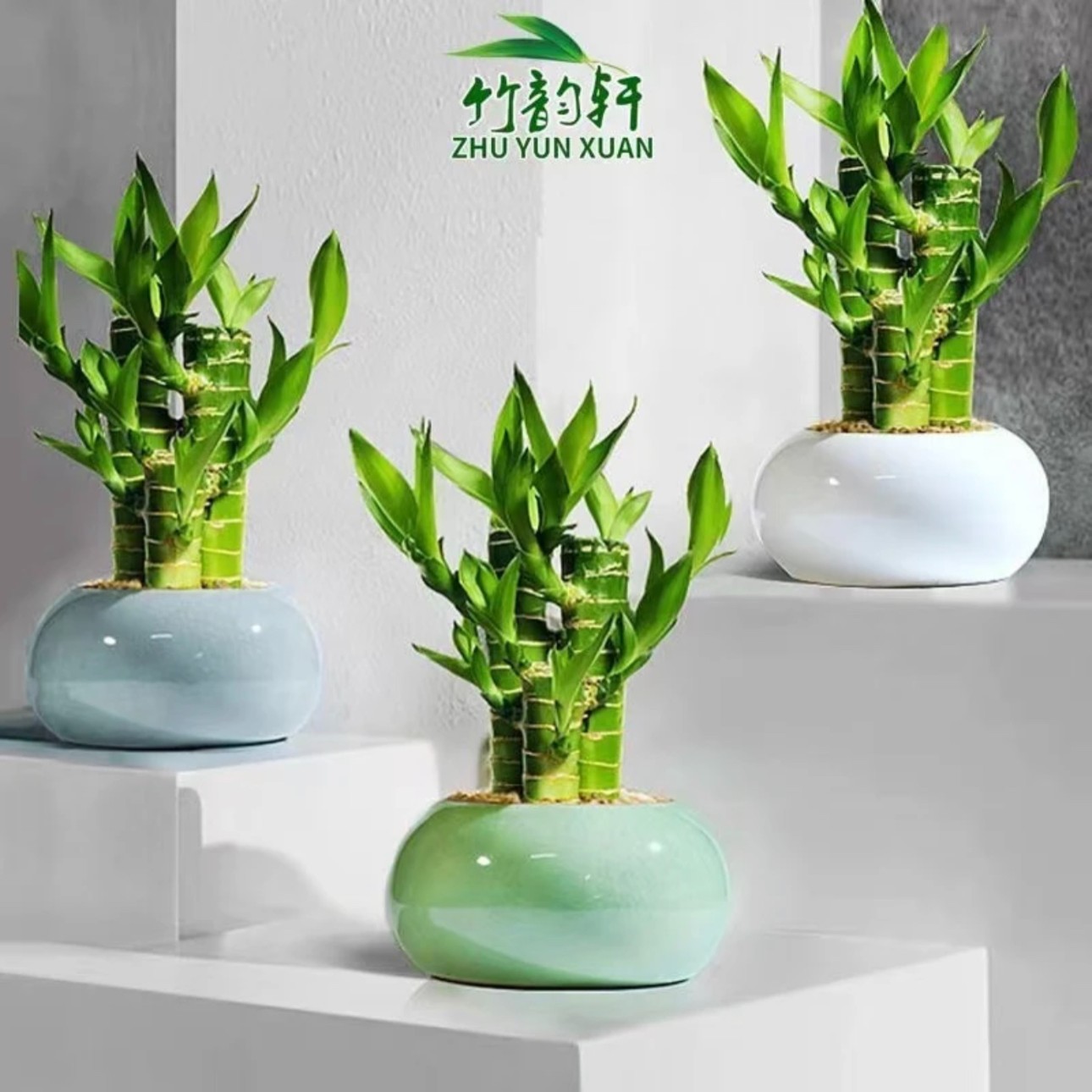 富贵竹花水养客厅绿植物发财盆栽办公室桌富贵竹粗竹净化空气土养