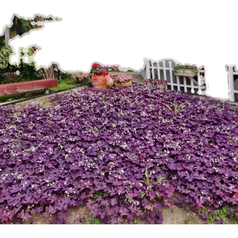紫叶醡浆草四季开花紫色酢浆草种子红花酢浆草苗三叶草花卉种子