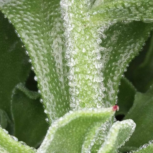 正棕冰菜种子秋盆栽蔬菜种籽冰草苗四季秋冬季菜种籽大全野菜种孑