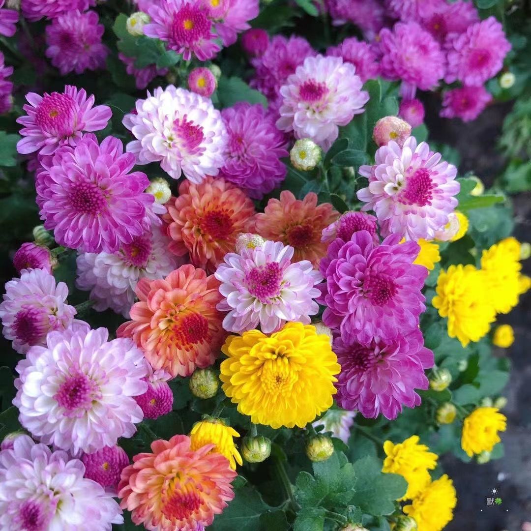 混色彩虹糖果菊花翠菊种子籽好养易活四季播种开花阳台室内外