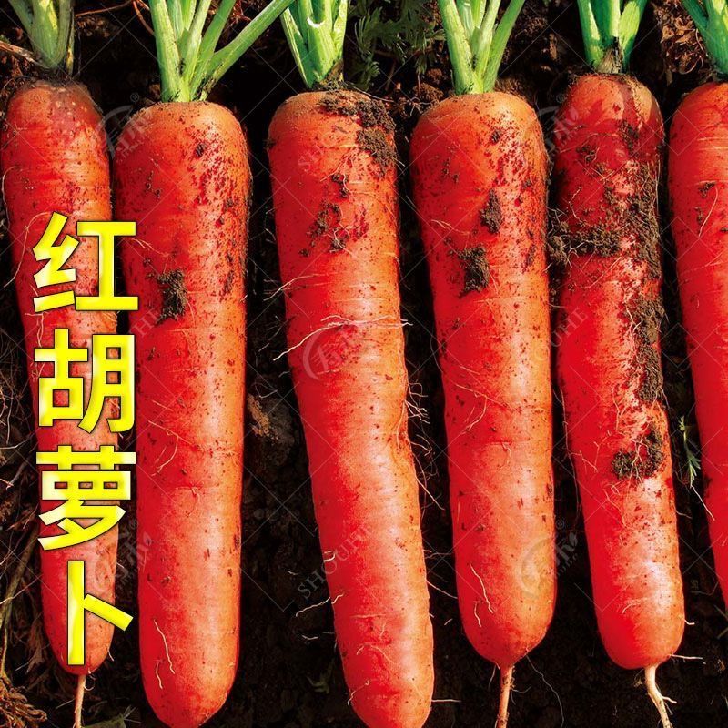 胡萝卜的种子农家萝卜籽种子夏季秋季易播种胡萝卜籽蔬菜种子