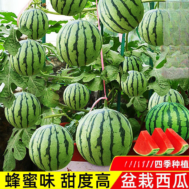 甜蜜罐小西瓜种子无籽小西瓜种子四季阳台种植麒麟西瓜种子