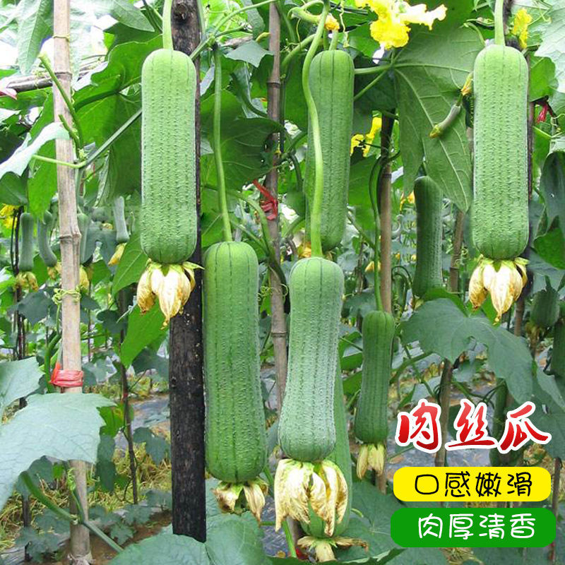 清香大肉丝瓜四季肉丝瓜种子春夏庭院种蔬菜种子多次采摘口感滑嫩