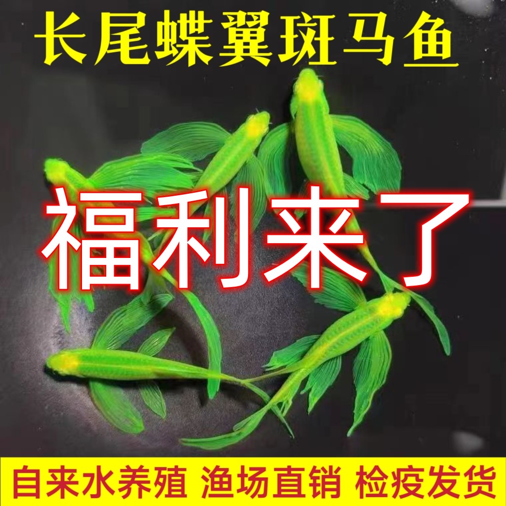小嫚妖观赏鱼 精品 长尾 蝶翼斑马鱼饲养小型