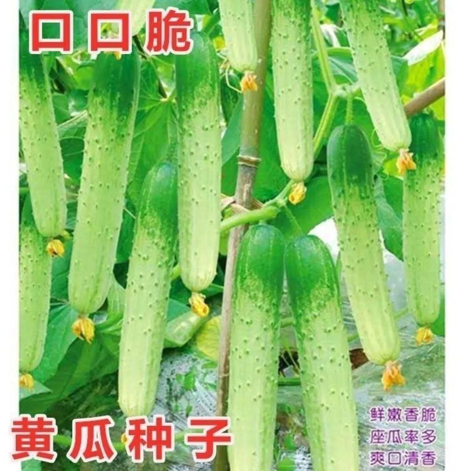 黄瓜种子口口脆水果黄瓜本地旱黄瓜小黄瓜春秋季田园爬藤蔬菜种籽