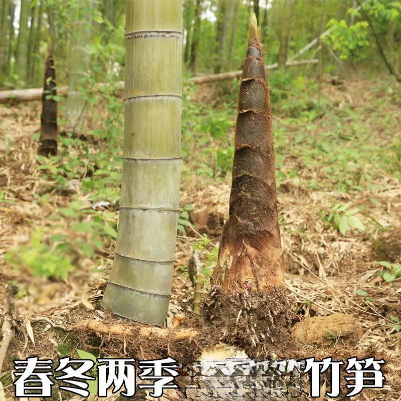 大型楠竹种子巨龙竹种子种可食用竹笋种植四季长