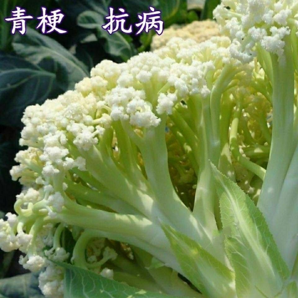 有机松花菜散花青梗白色有机花椰菜高产耐寒耐湿易种花菜种子春季