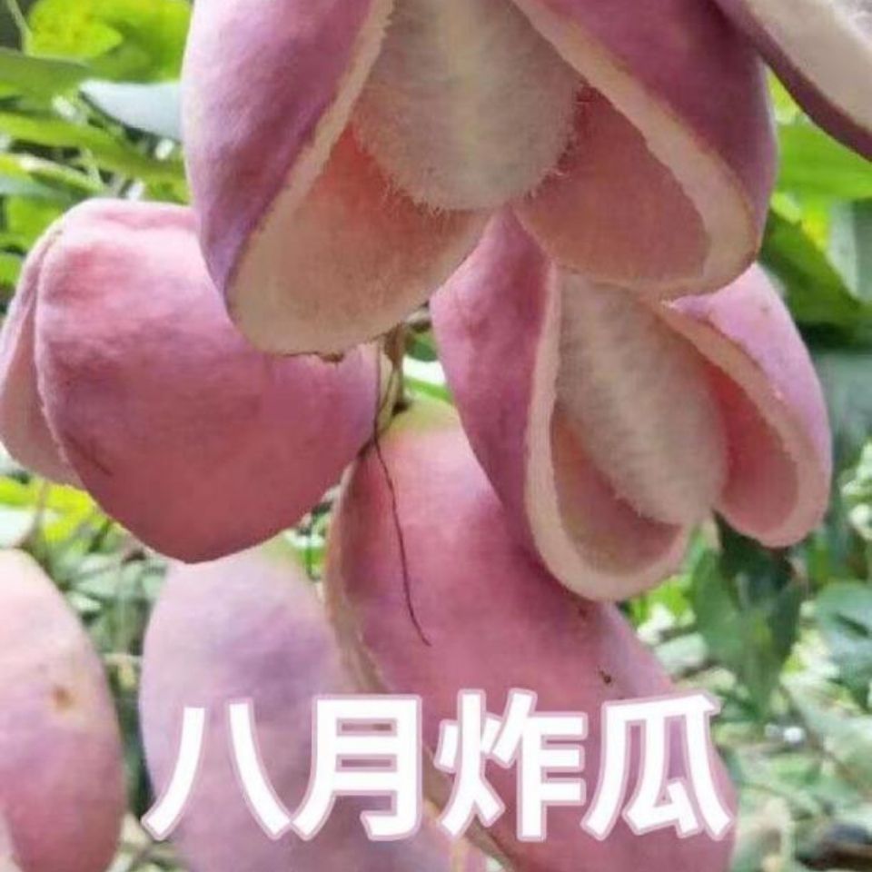 八月瓜春秋冬季庭院种植爬藤植物吃水果八月瓜八月炸腰果种籽庭院