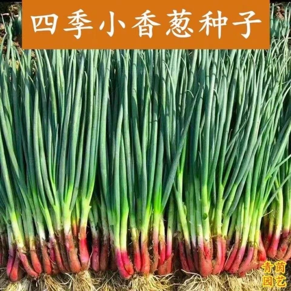 红皮小香葱红根分葱种子秋冬阳台盆栽四季小香葱大田种植蔬菜种籽