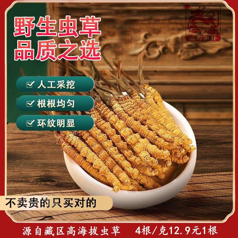 q6根1克甘孜藏区高海拔小虫草佳品泡酒料正宗野生冬虫夏草