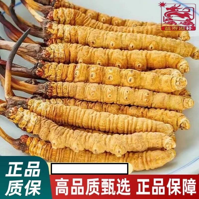 q6根1克甘孜藏区高海拔小虫草佳品泡酒料正宗野生冬虫夏草正品