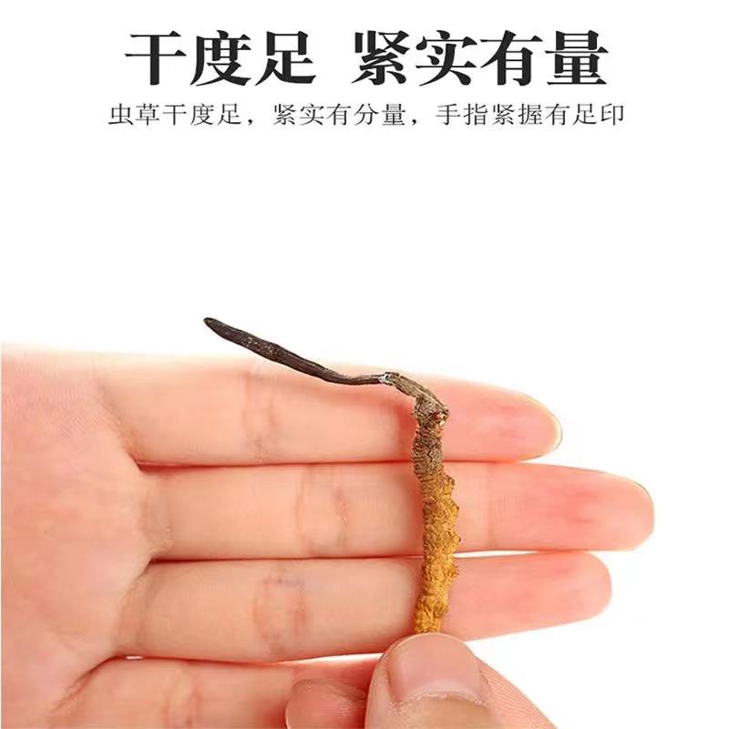 q正宗野生冬虫夏草高海拔小虫草佳品泡酒料6根1克冬虫夏草5根包邮