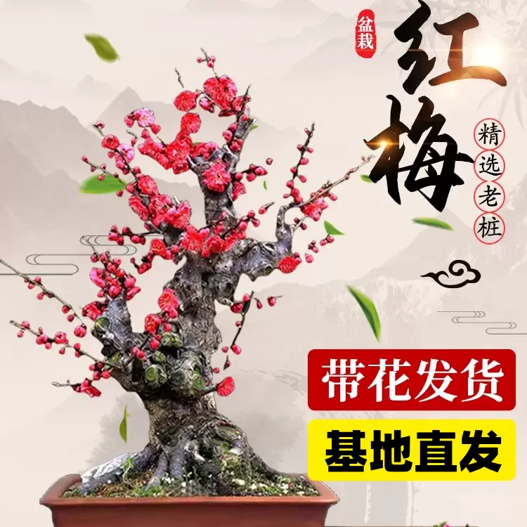 【过年开花红红火火】精品老桩红梅庭院阳台可种耐寒耐旱花开满盆