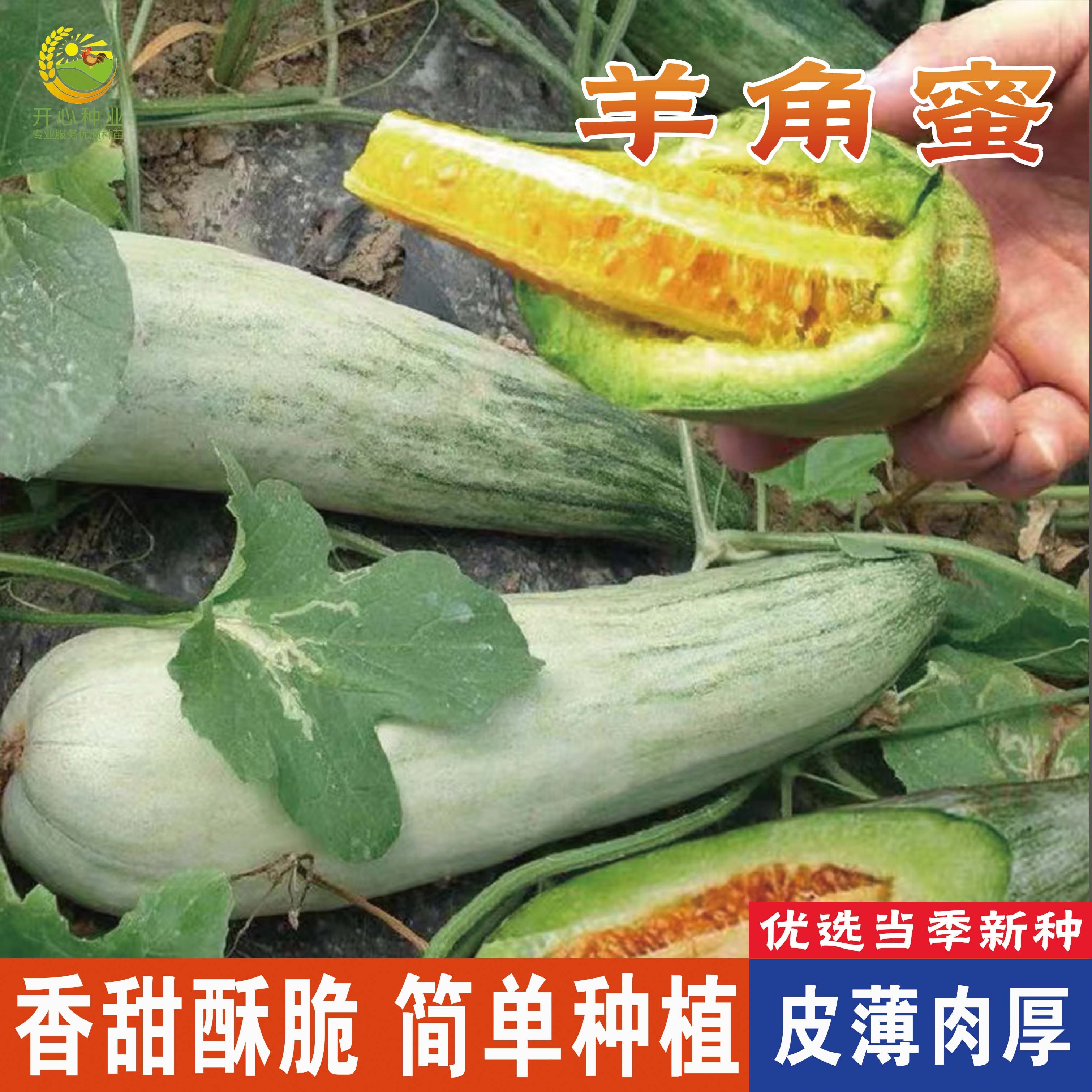 【开心甄选】羊角蜜甜瓜种子香瓜西瓜种籽春夏四季农家瓜果蔬菜籽