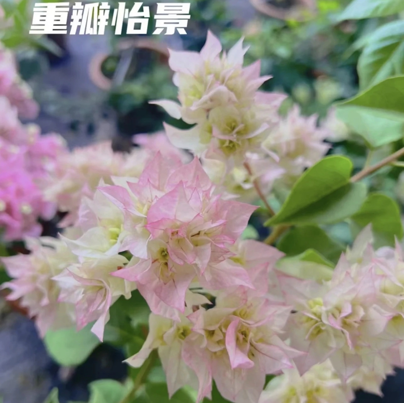 【福利重瓣怡景三角梅】带盆带土带花 四季开花可爬藤可垂丝别墅