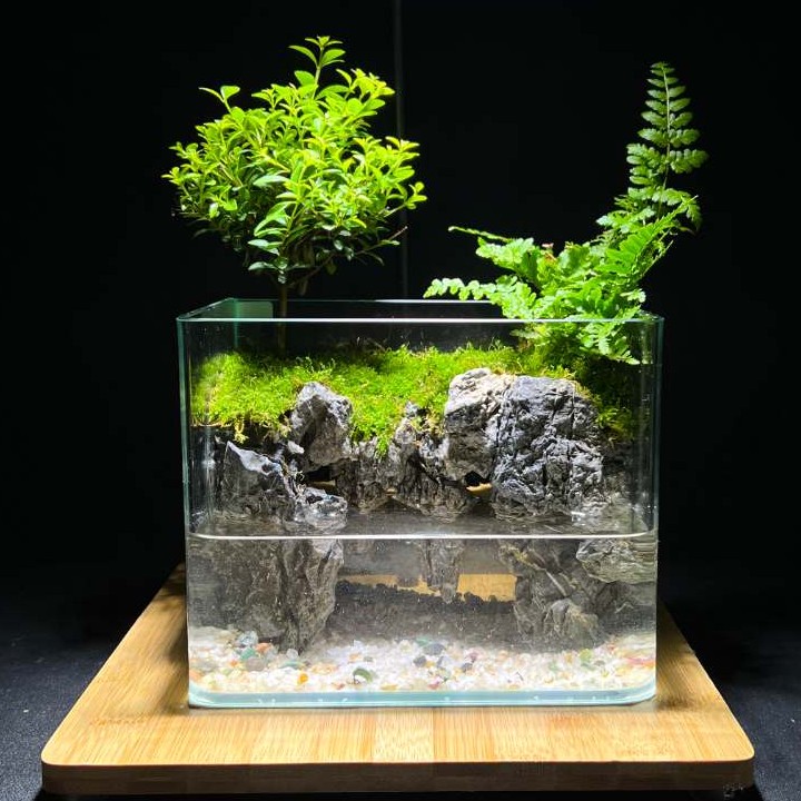 【店铺专属】云台上-小叶赤楠蕨类植物成品造景创意绿植20*14*16