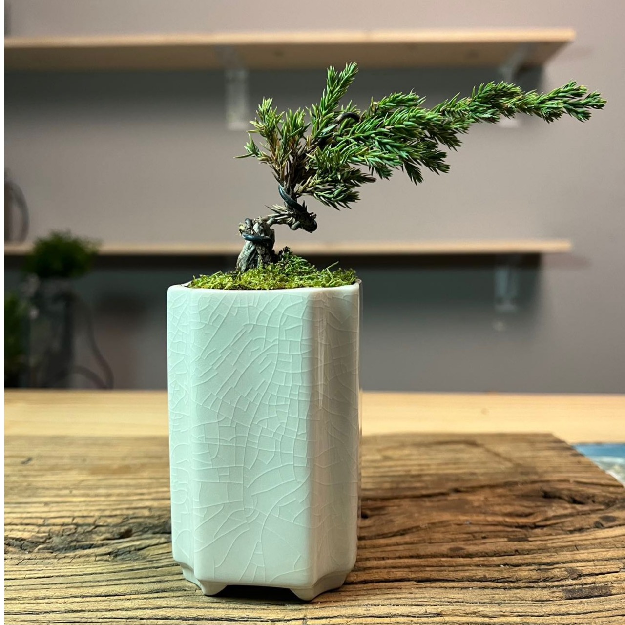 【真柏】—冰裂纹陶瓷盆成品真实绿植创意微景观