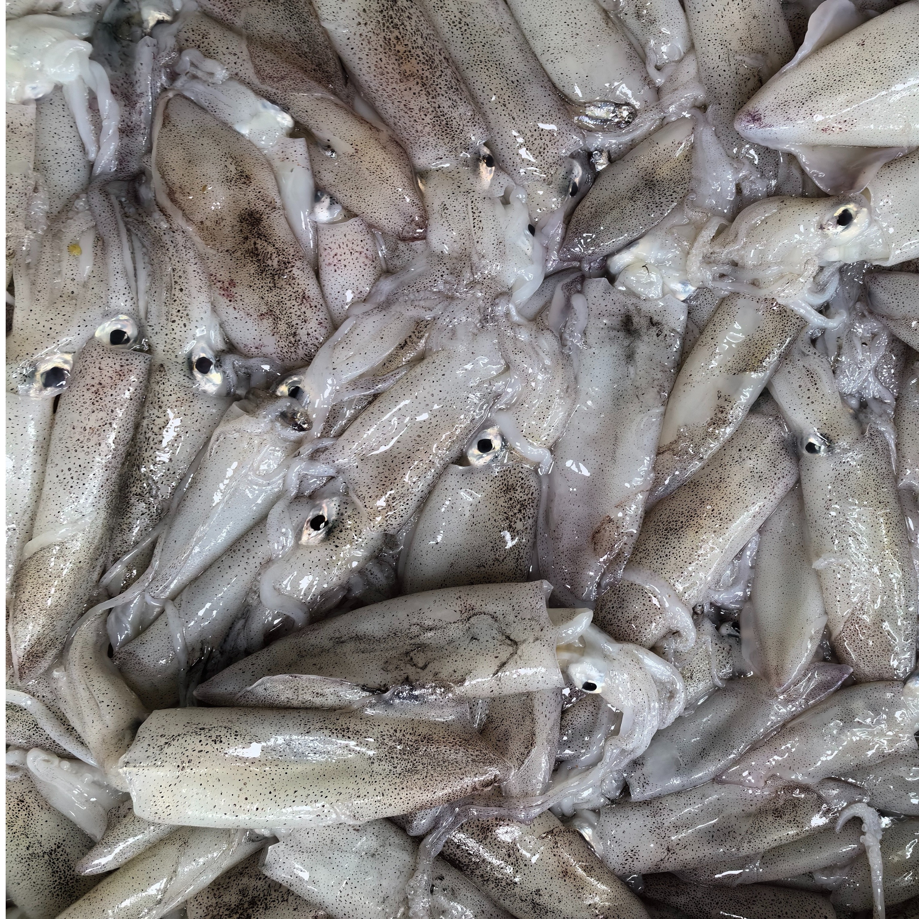 【霞浦海鲜】 鱿鱼 新鲜海捕鱿鱼 冷链空运运输