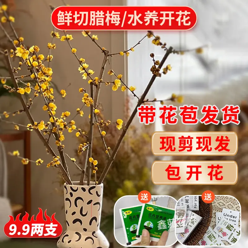 干枝腊梅水培腊梅花鲜花水养切花插花耐寒好养泡水开花室内浓香型