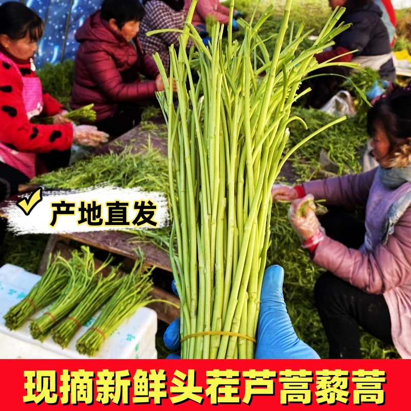农家原产地蔬菜嫩芦蒿杆子藜蒿黎蒿手工去叶老根净菜柳泥蒿野菜
