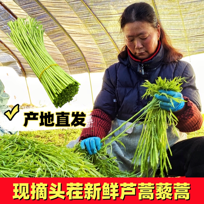 农家自种精选蔬菜嫩芦蒿杆子藜蒿黎蒿去叶老根净菜柳泥蒿野菜新鲜