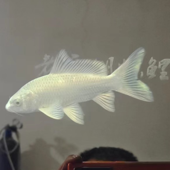 【老兵蝴蝶鲤精选】白色普身普短观赏鱼精选