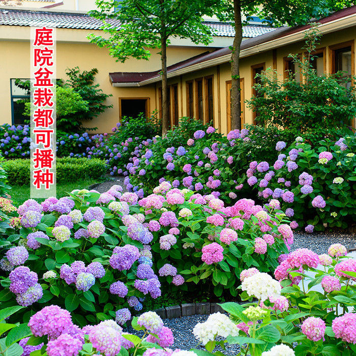 混色梦幻绣球花种子糖果菊花种庭院阳台盆栽四季开花室外花种子C2